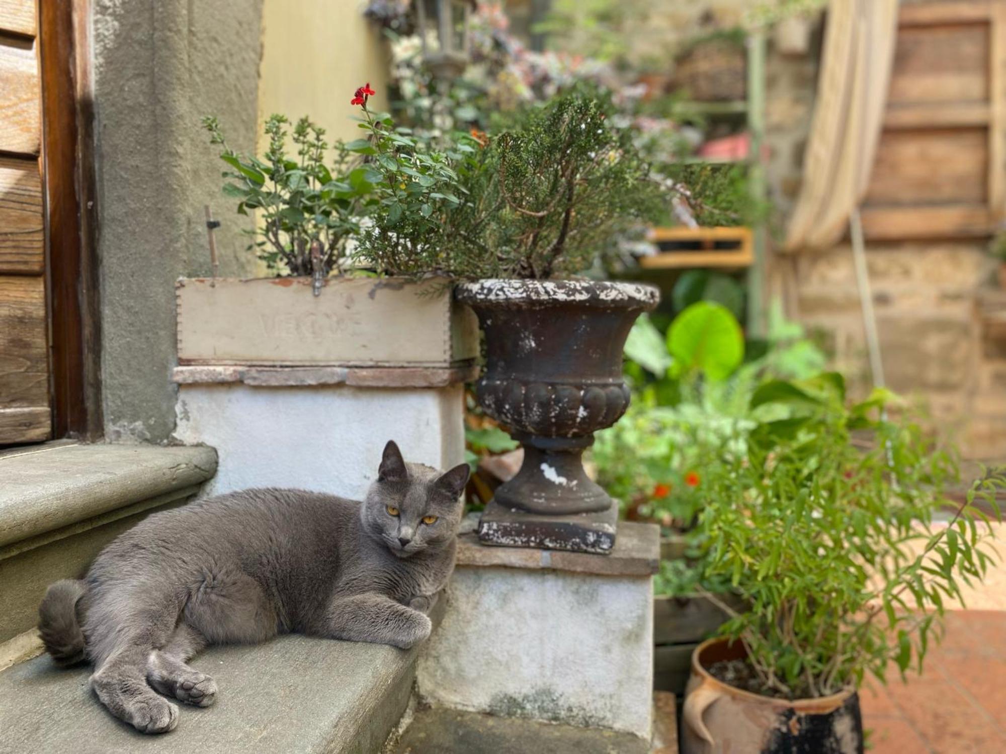 La Magione Dei Todaro Borgo a Buggiano Ngoại thất bức ảnh
